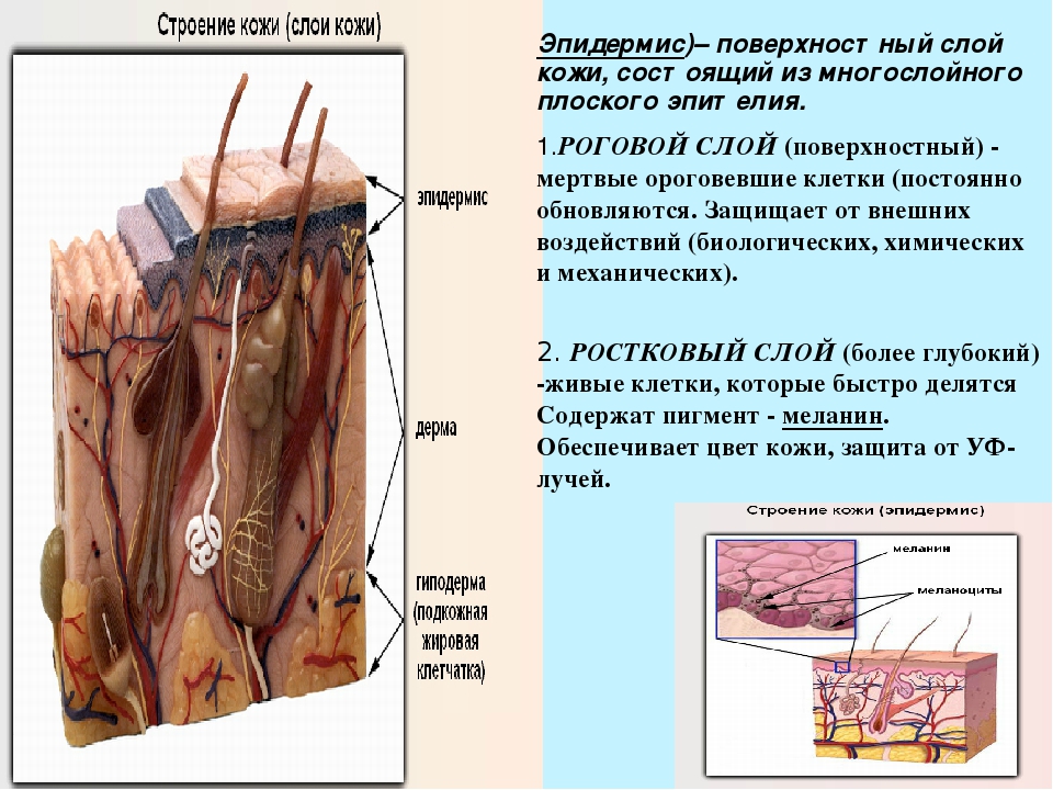 Кожа картинка егэ