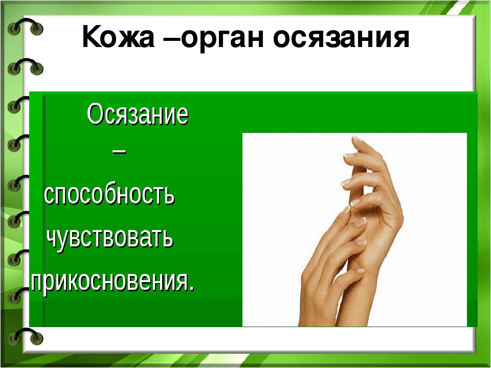 Органы осязания обоняния. Что такое орган осязания орган обоняния. Орган осязания это окружающий мир. Орган осязания 3 класс. Нос орган осязания.