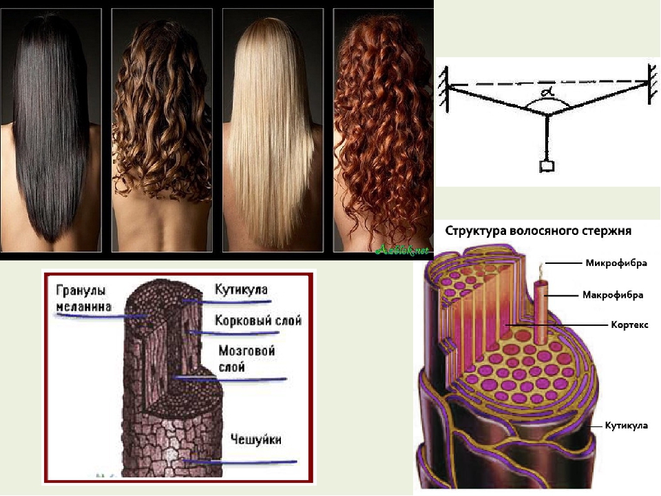 Различия волос. Строение волоса. Строение стержня волоса. Волос строение волоса. Волос структура и строение.