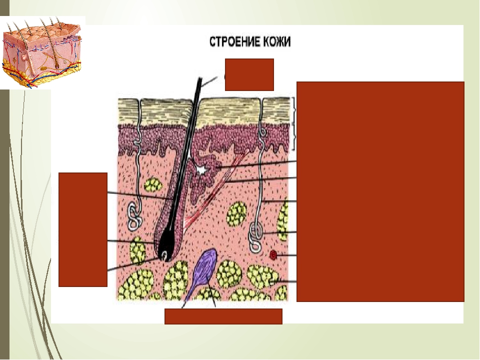Строение кожи рисунок 8 класс