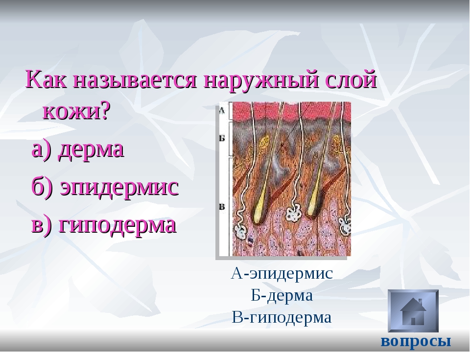 Название кожного. Наружный слой кожи. Наружный слой кожи эпидермис. Как называются слои кожи. Наружный слой кожи дерма.