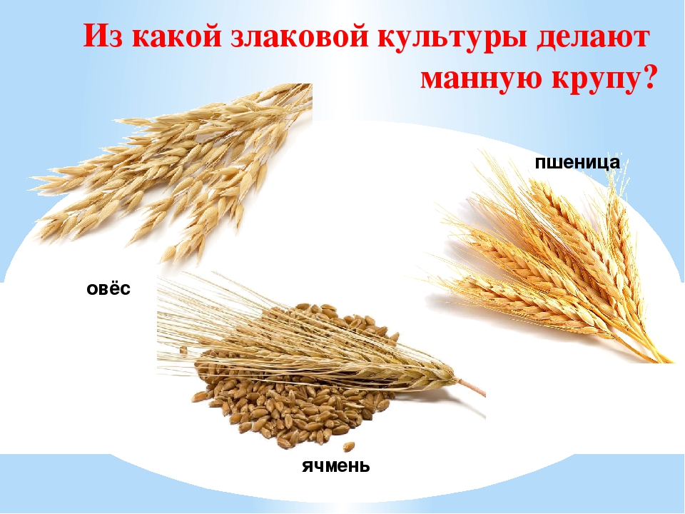 Пшеничная из какого зерна. Крупы из злаковых культур. Манная зерновые культуры. Пшеница манка. Что делают из пшеницы.
