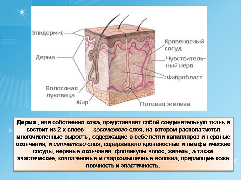 Капилляры в эпидермисе. Сетчатый слой дермы кожи образован. Сосочковый слой дермы кожи. Эпидермис и дерма. Дерма собственно кожа.