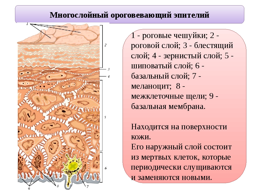 Эпидермис кожи человека фото и описание что такое