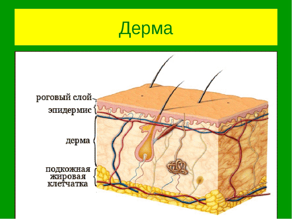 Слои рисунок. Эпидермис 2) дерма 3) подкожная жировая клетчатка. Эпидерма дерма гиподерма. Строение дермы кожи человека. Дерма эпидерма строение кожи.