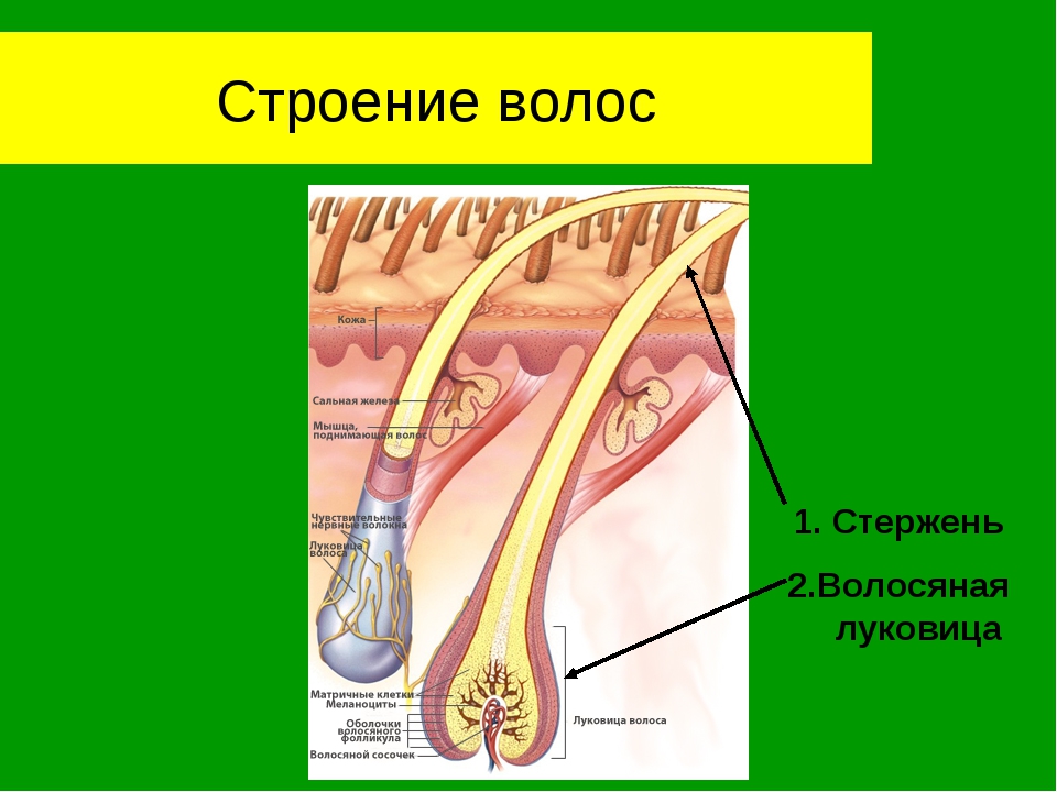 Функции волосяной луковицы