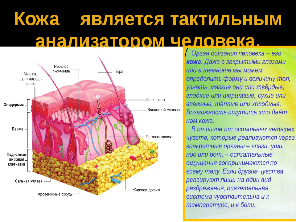 Мышечное чувство отделы. - Структура строения кожного анализатора. Кожный анализатор строение рецепторов. Схема мышечного анализатора человека. Строение кожно мышечного анализатора.