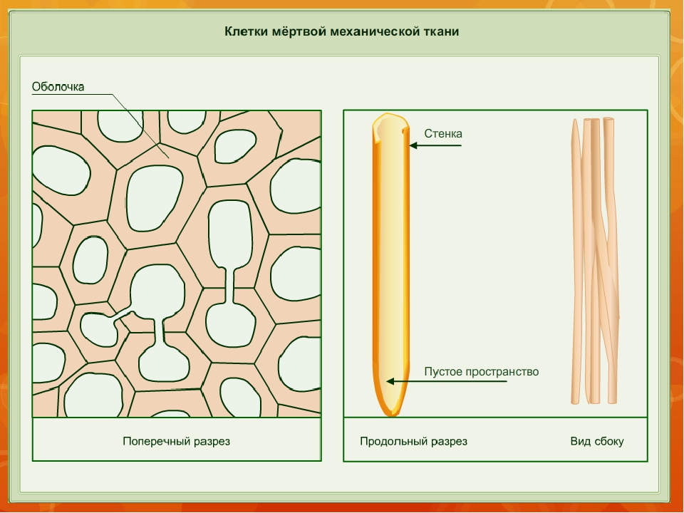 Мертвые клетки. Клетки механической ткани. Клетки механической ткани растений. Мертвая механическая ткань. Механические проводящие ткани.