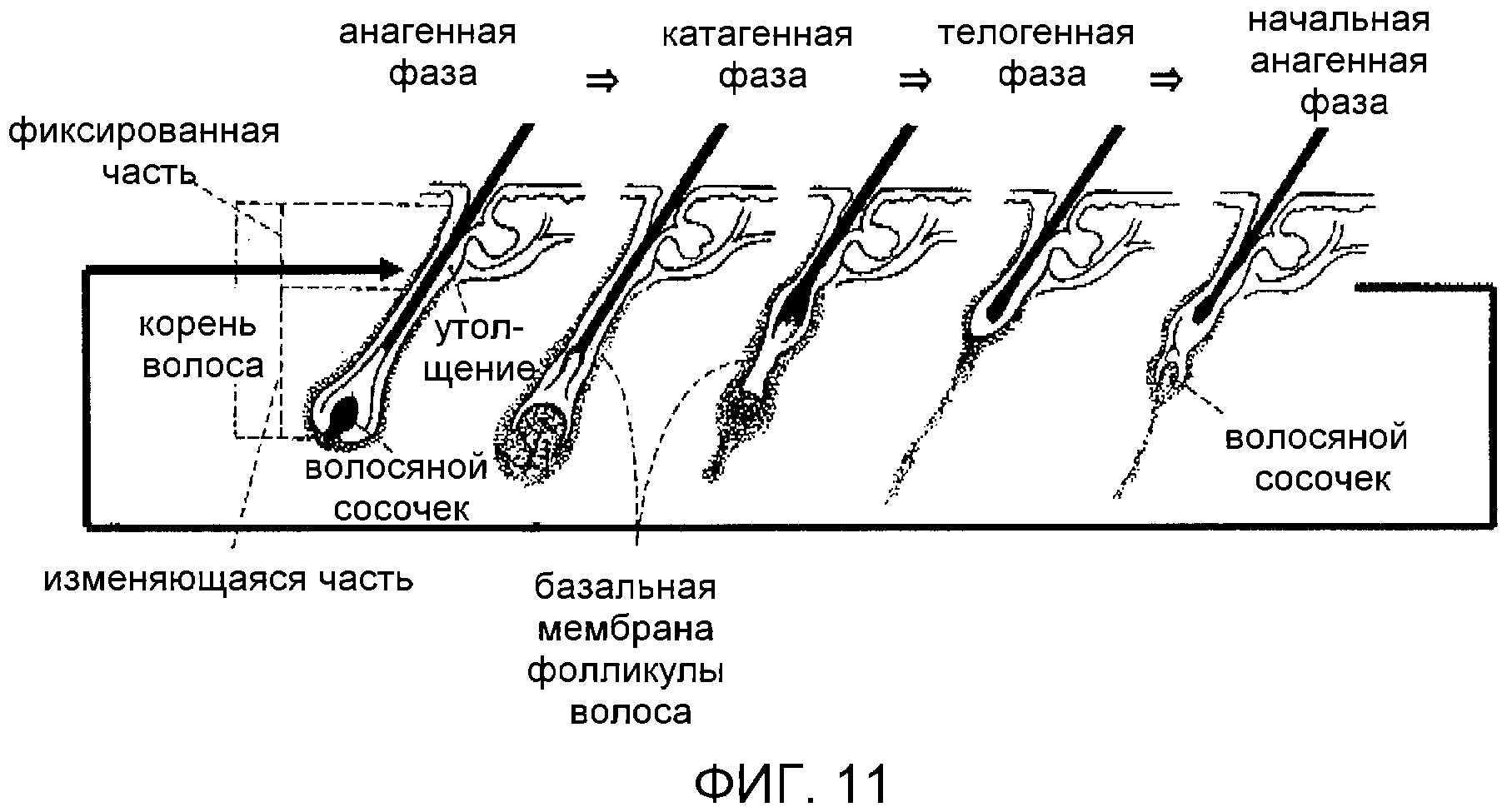 Строение ресницы фото