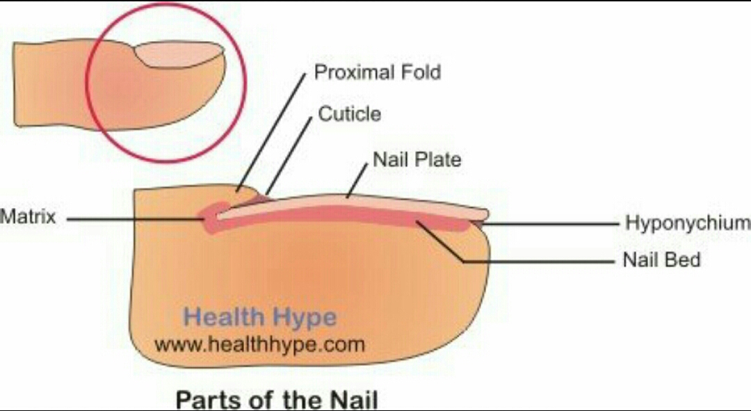 Ногтевое ложе. Строение ногтя птеригий. Проксимальная складка ногтя это. Строение ногтевой пластины птеригий. Проксимальный валик ногтя это.