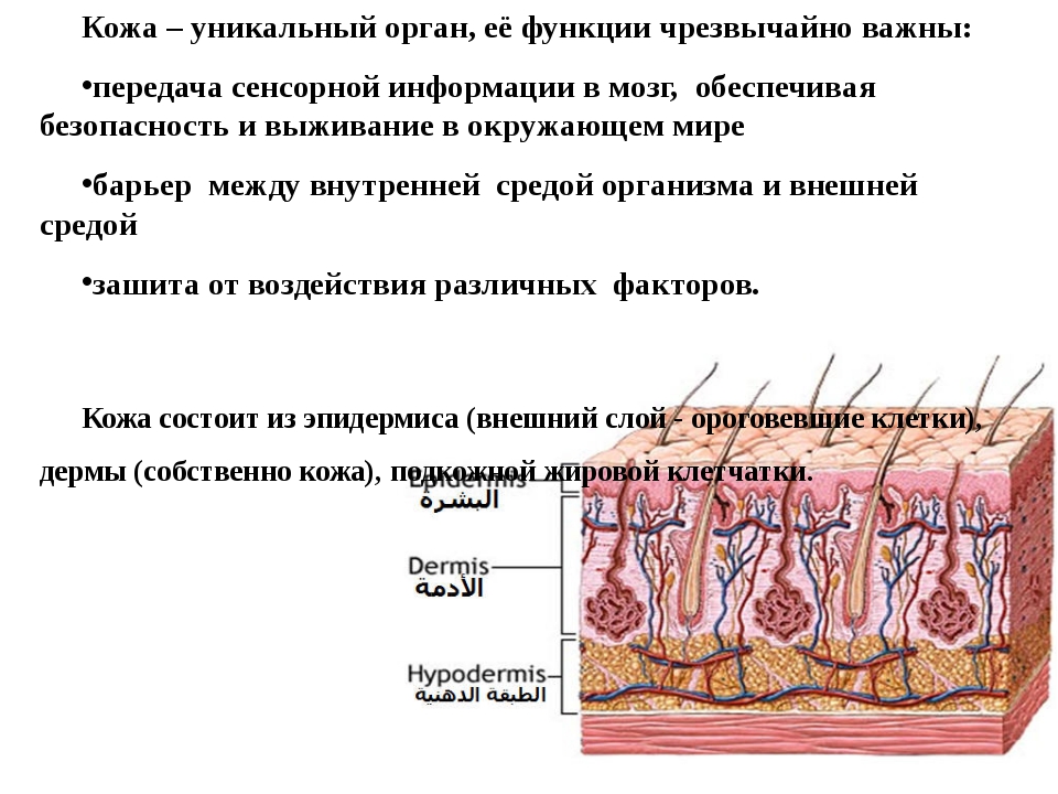 Покровы тела строение и функции кожи 8 класс презентация