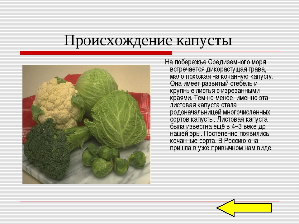 Сколько надо капусты. Происхождение капусты. Расскажите о капусте. Доклад о капусте. Капуста описание растения.