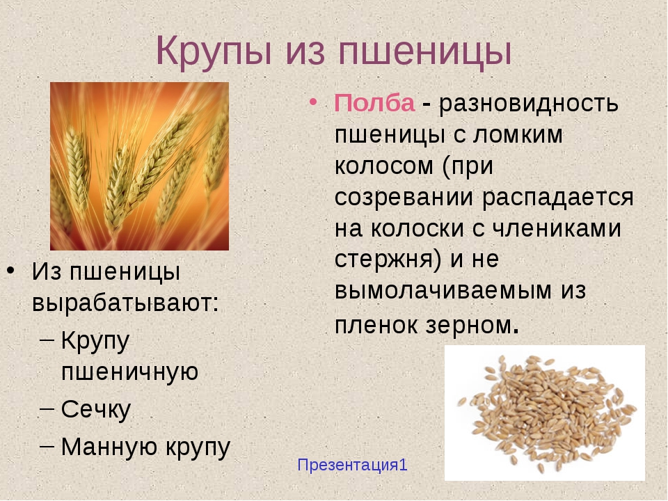 Из чего делают пшеничную кашу из какой крупы делают