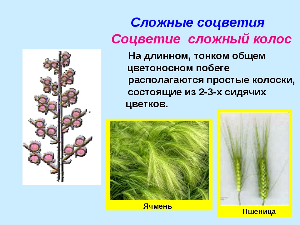 Соцветие сложный Колос характерно для:. Характеристика соцветия Колос. Растения с соцветием сложный Колос. Соцветие сложный Колос примеры.