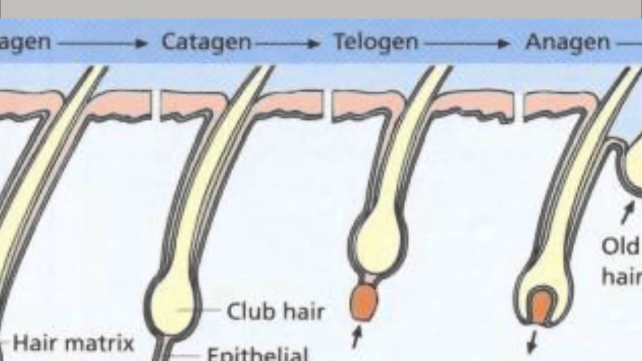 Почему из одной волосяной луковицы растет несколько волос