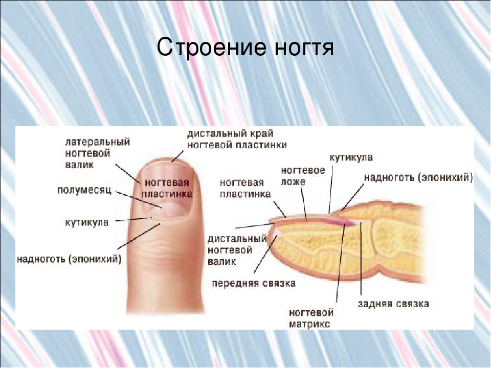 Онихобласты. Анатомическое строение ногтевой пластины. Строение пальца и ногтевой пластины. Строение ногтя физиология ногтей. Строение ногтевого ложа рисунок.