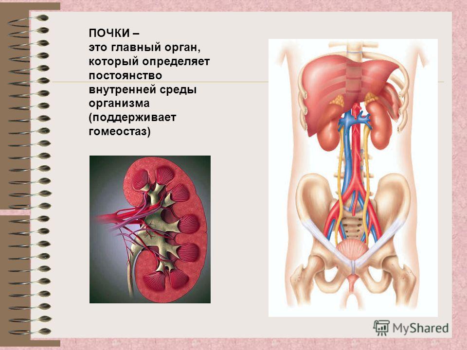 Местоположение почек в организме человека картинка