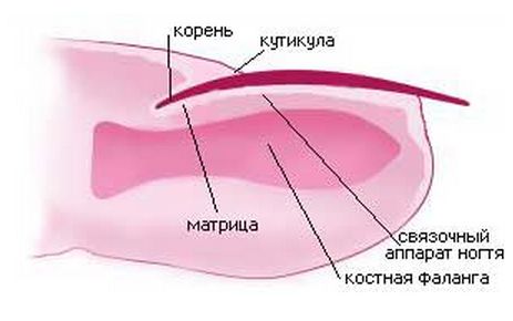 Что такое матрикс ногтя. Строение матрикса ногтя. Строение ногтя и ногтевой пластины. Ногтевой Матрикс.