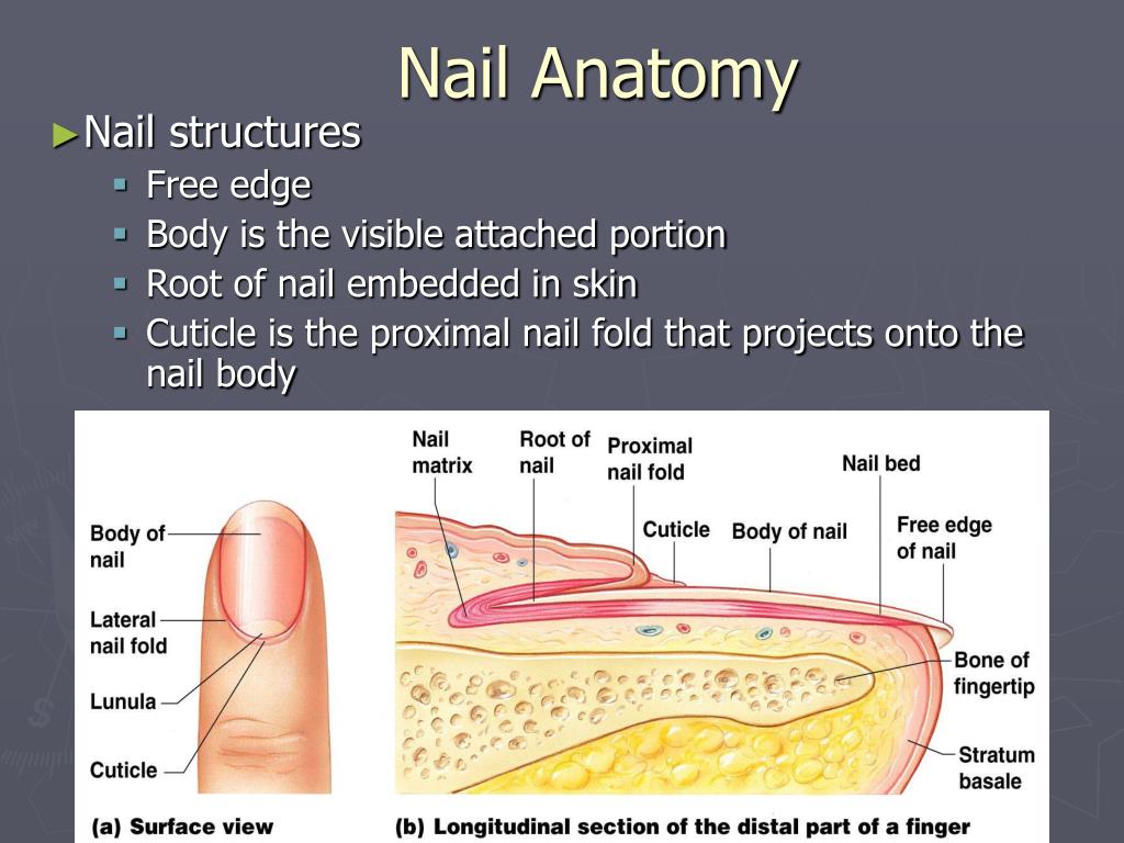 Как растут ногти. What is the hard Part of the Nail?. Nail Anatomy model.