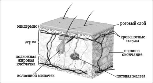 Строение кожи черно белый рисунок