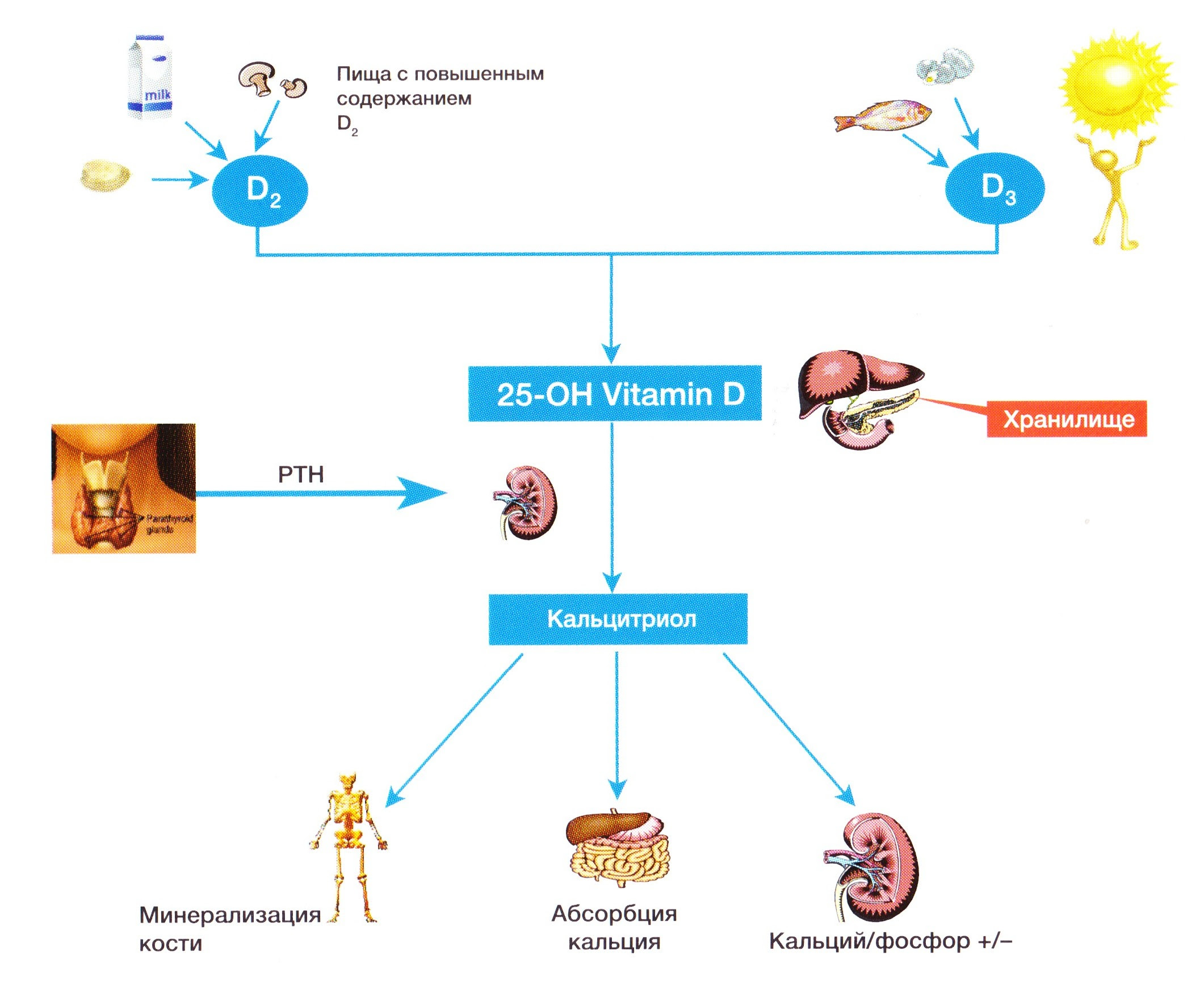 Д3 к2 для чего нужен организму. Синтез витамина д в организме человека. Витамин д синтезируется в организме. Схема обмена витамина д. Эффекты витамина д в организме человека.