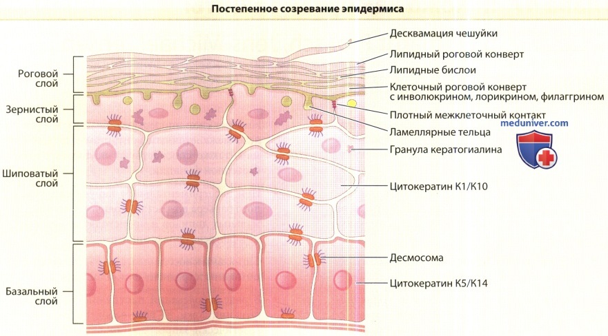 Клетки эпидермиса. Клетки базального слоя эпидермиса. Строение рогового слоя эпидермиса. Клетки зернистого слоя эпидермиса. Функции рогового слоя эпидермиса.