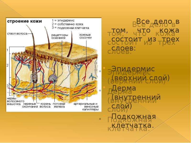 Кожа содержит. Дерма эпидерма строение кожи. Кожа человека. Дерма состоит из трех слоев. Кожа состоит.