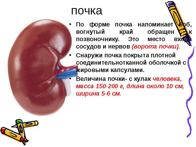 Почка презентация по анатомии