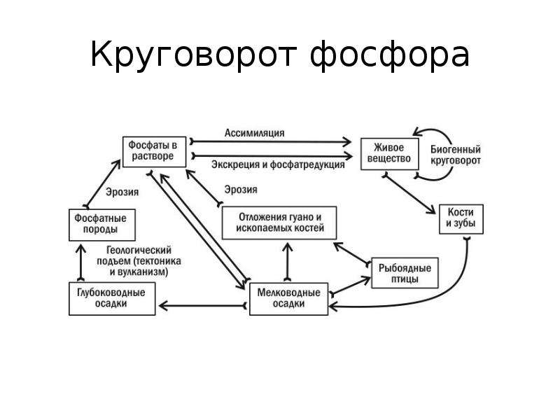 Химический круговорот веществ. Биологический цикл фосфора схема. Круговорот фосфора кратко. Круговорот фосфора схема. Круговорот фосфора экология.