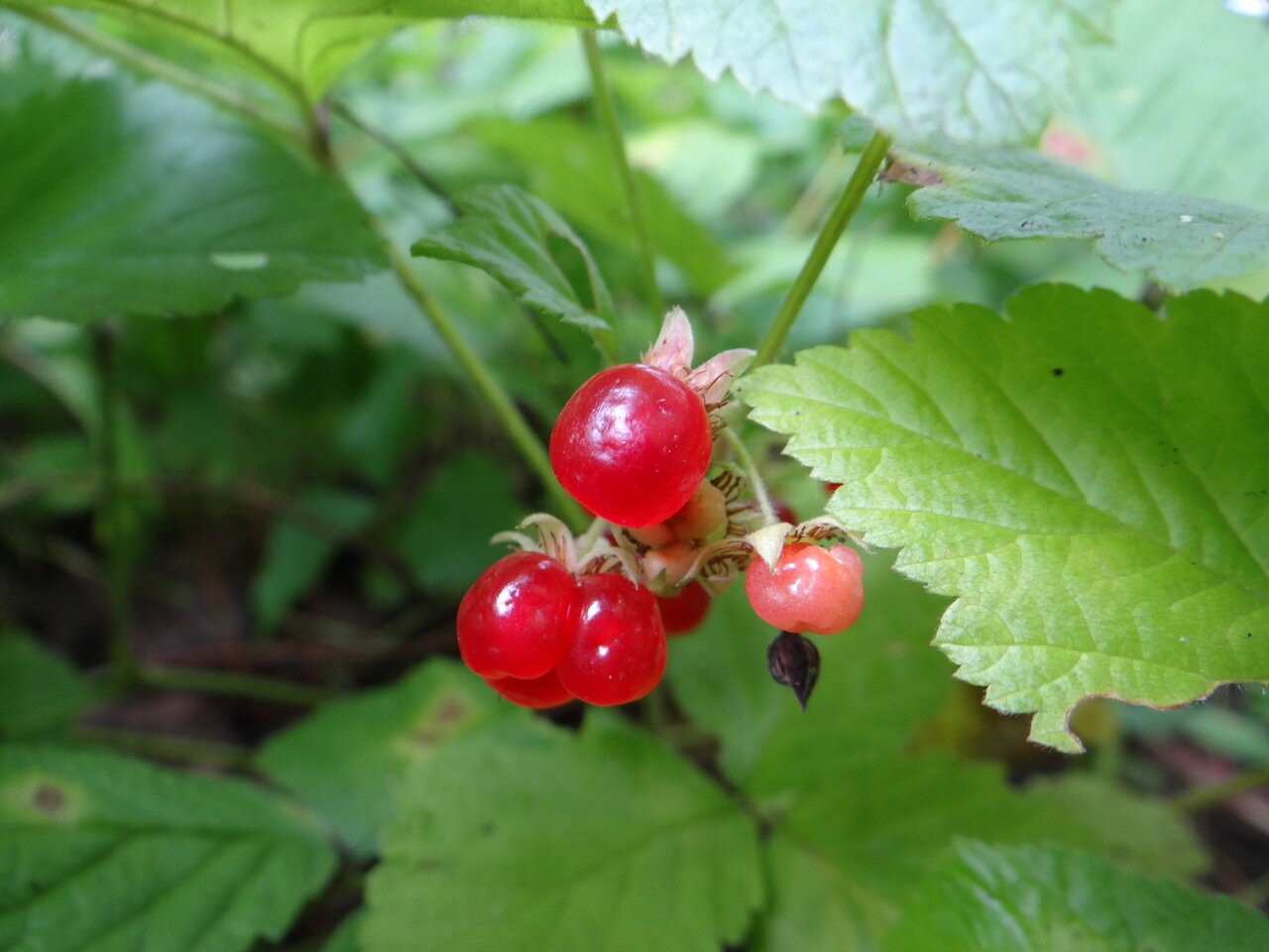 Костяника фото. Rubus saxatilis костяника. Лесная ягода костяника. Костяника ягода куст. Костяника каменистая.