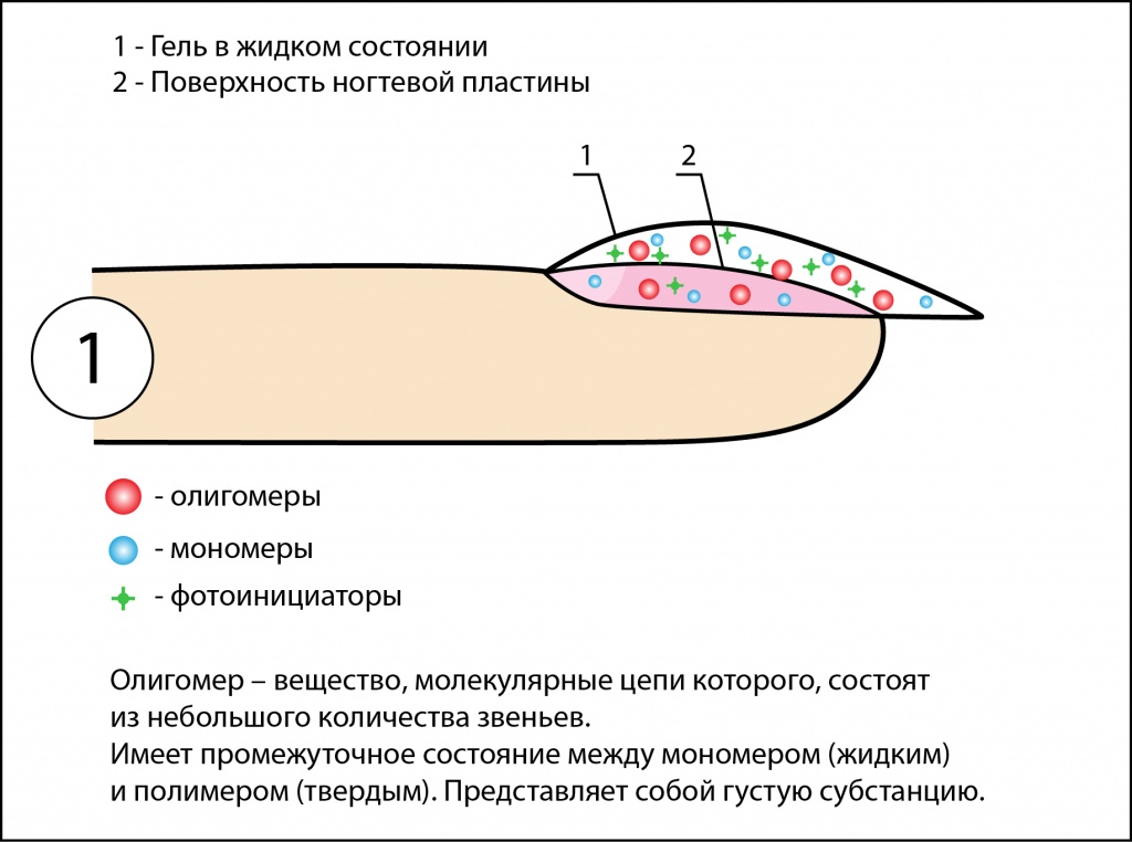 Схема ногтевой пластины