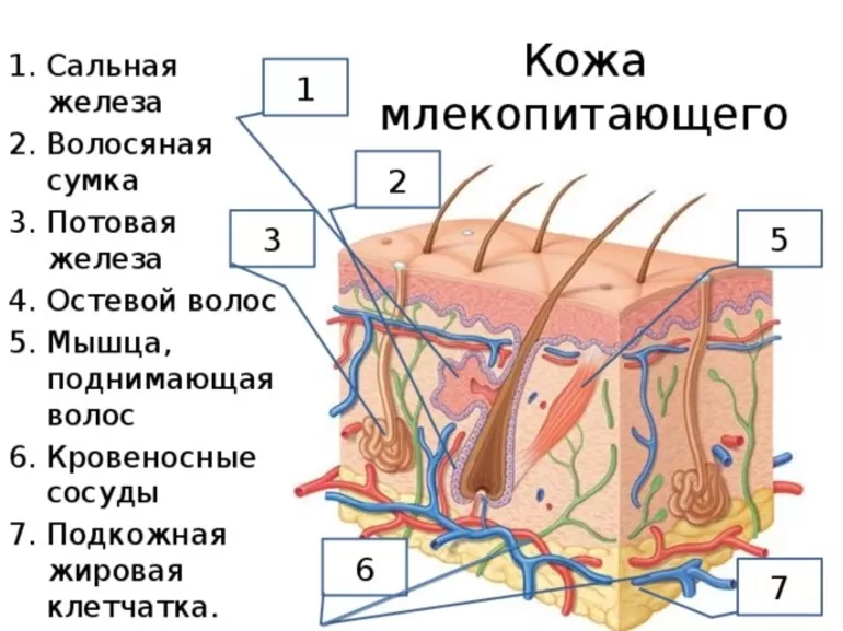 Что изучает анатомия кожи и волос