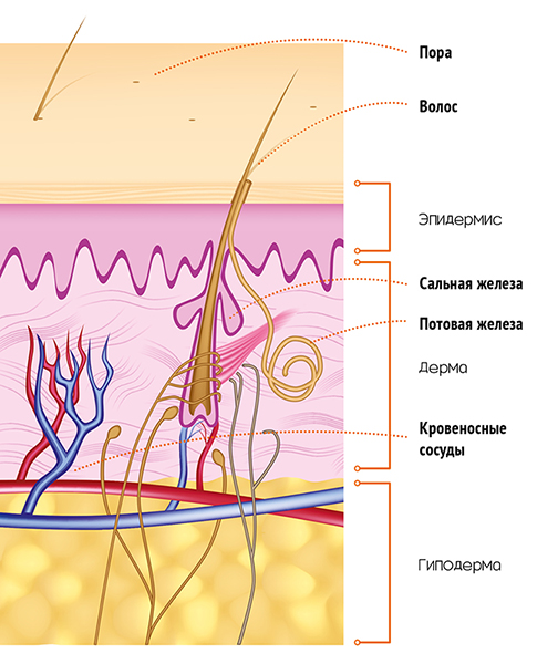 Слои кожи человека рисунок