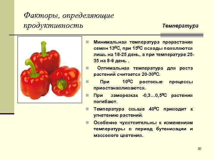 Сколько входит перец. Температура для выращивания болгарского перца. Болгарский перец температурный режим. Какую температуру выдерживают болгарские перцы. Температура для посева сладкого перца.