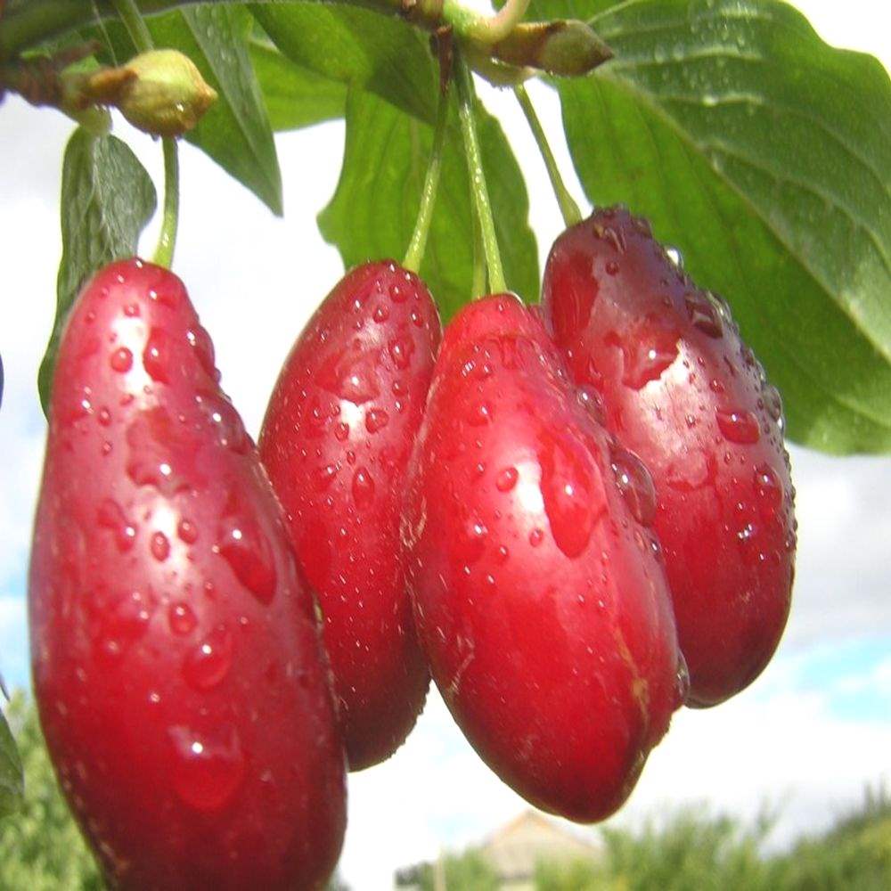 Фото кизила дерево и ягоды