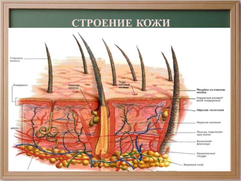 Строение кожи рисунок 71