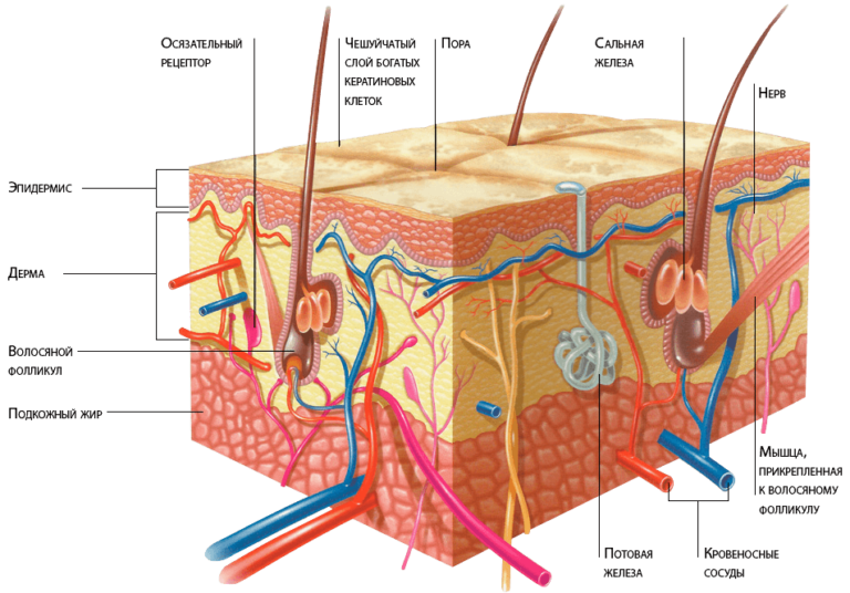 Назовите слои кожи человека обозначенные на рисунке буквами а и в укажите функции которые они