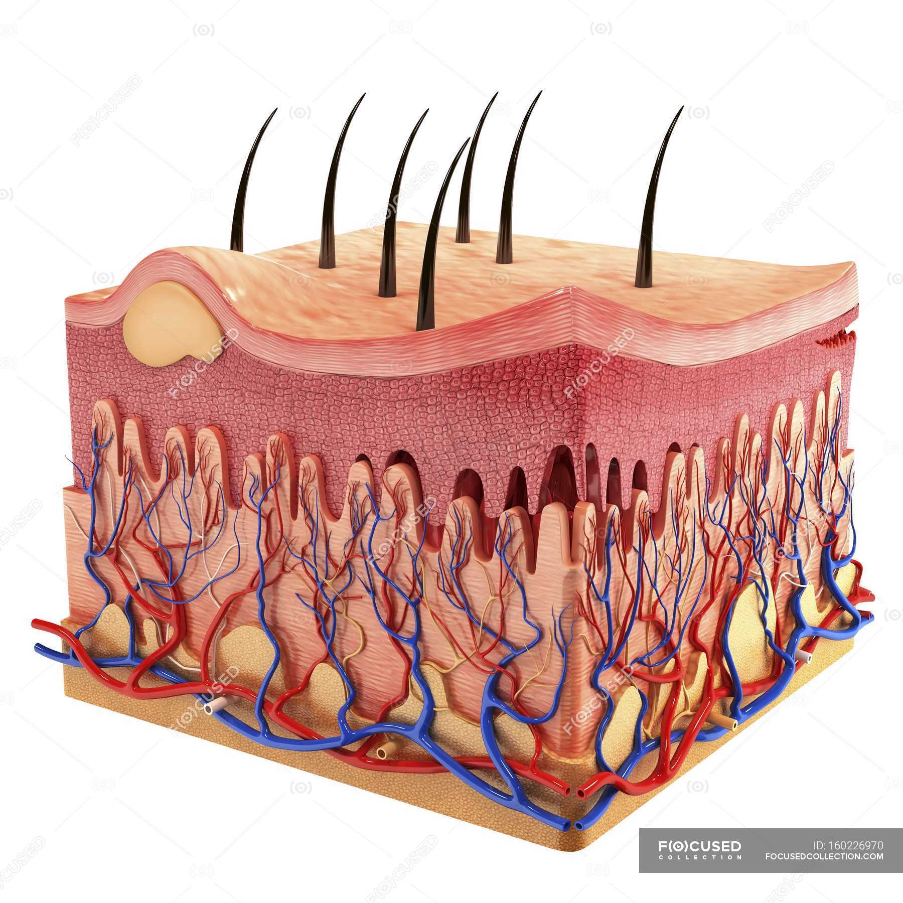 Микроскопическое строение кожи