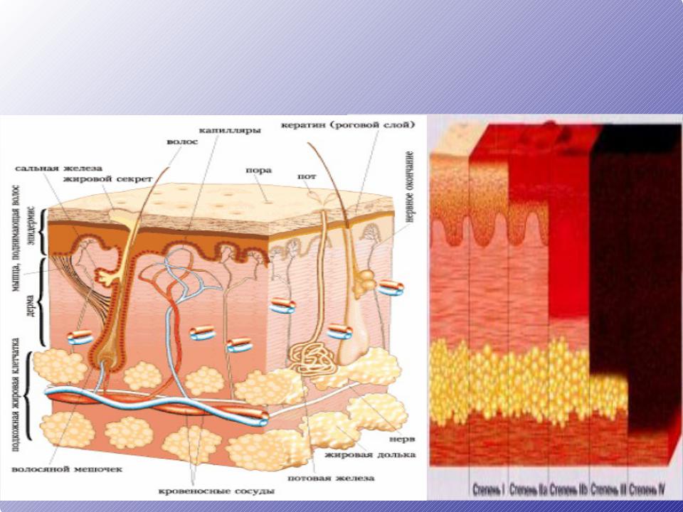Ороговевший слой кожи фото