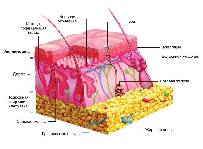 Назовите слои кожи человека обозначенные на рисунке буквами а и в укажите функции которые они