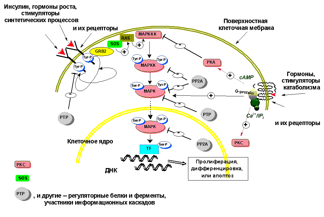 Биохимия клетки. Молекулярные механизмы регуляции клеточного цикла. Клеточные рецепторы для гормонов биохимия. Молекулярные механизмы малигнизации клеток биохимия. Клеточный цикл биохимия.