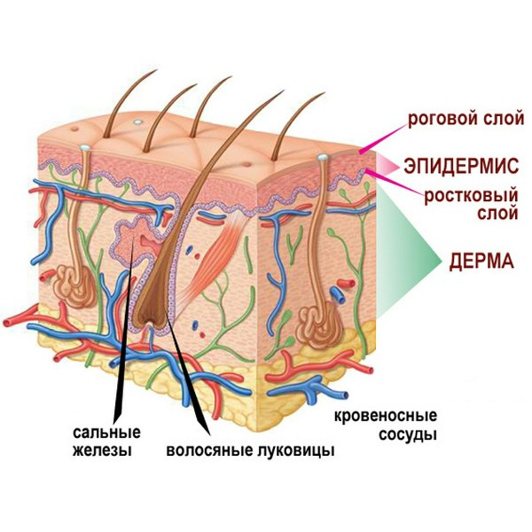 Строение кожи картинка с описанием