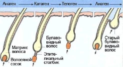 Как выглядит выпавший волос с луковицей и без луковицы фото