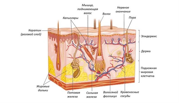 Назовите слои кожи человека обозначенные на рисунке буквами а и в укажите функции которые они