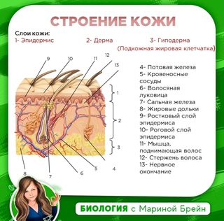 Карта кожи человека