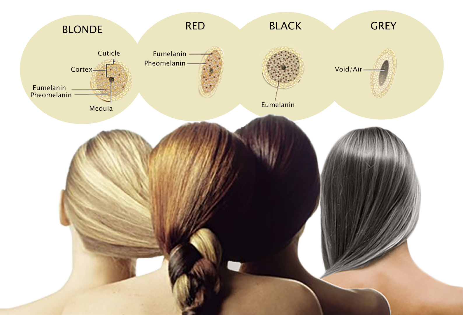 Меланин пигмент волос. Эумеланин и феомеланин пигмент. Структура волоса. Натуральный пигмент волос. Пигмент меланина в волосах.