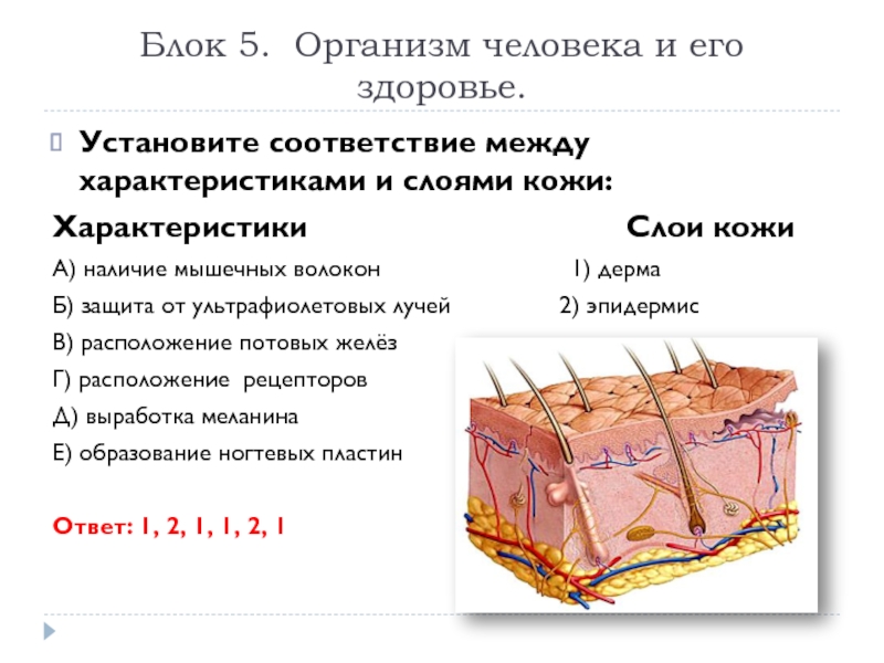 Слои кожи человека