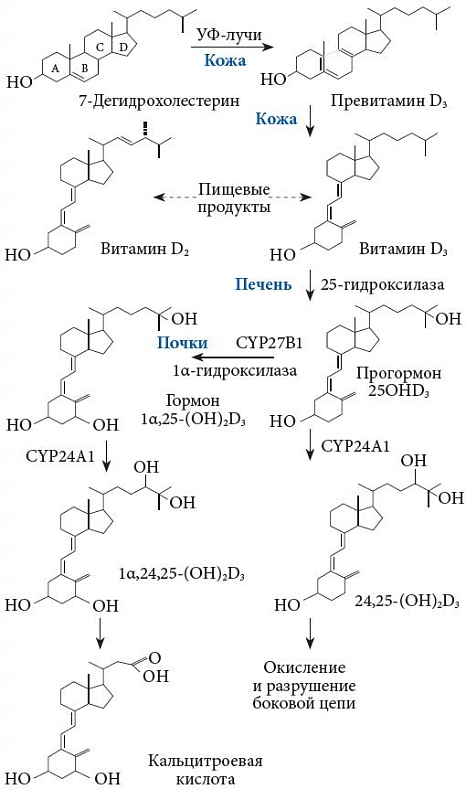 Где происходит синтез витаминов. Синтез витамина d3 биохимия. Метаболизм витамина д3 в организме человека. Синтез витамина д в организме схема. Схема синтеза витамина д3.