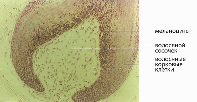 Строение луковицы волоса в разрезе