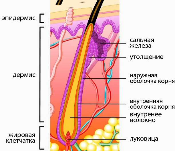 Кожа в разрезе